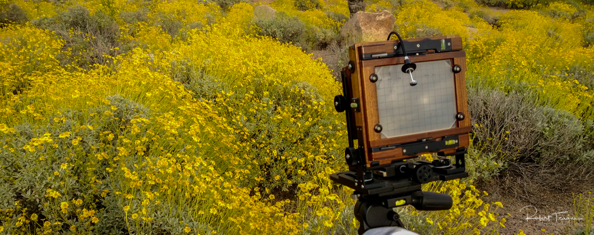 Photographing Wildflowers with the Chamonix 45N-1 Camera, Schneider Symmar-S 135mm lens - near Saguaro Lake, Arizona