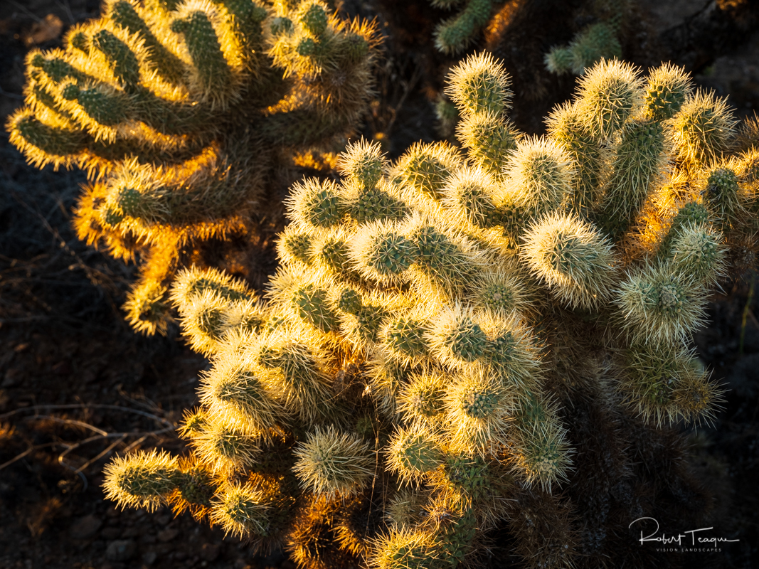 Cholla in the setting sun, Apache Wash Trail, Sonoran Desert Preserve, Phoenix, Arizona