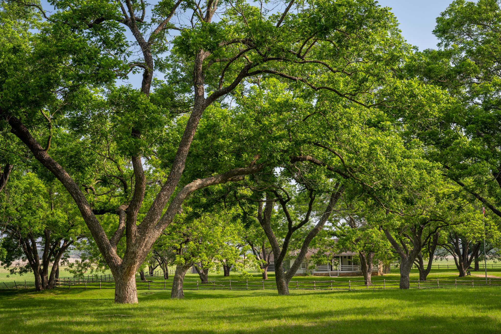 Live Oaks, LBJ Birthplace, Lyndon B. Johnson National Historical Park, Texas