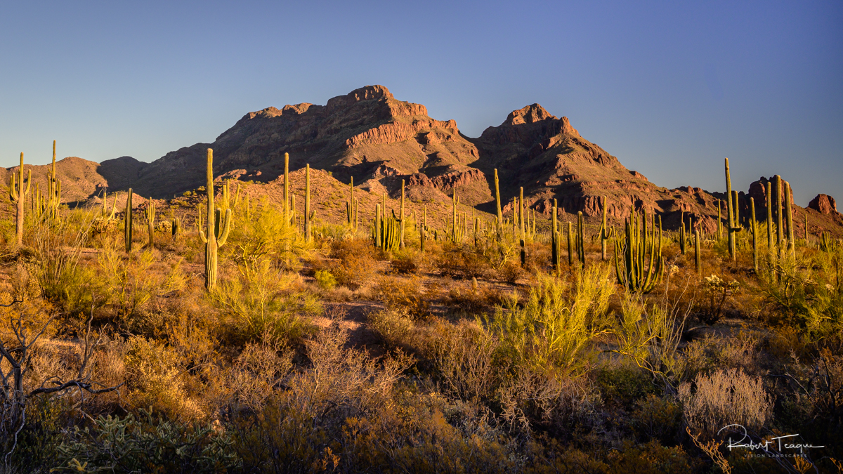 Late Afternoon, Organ Pipe National Monument, Arizona