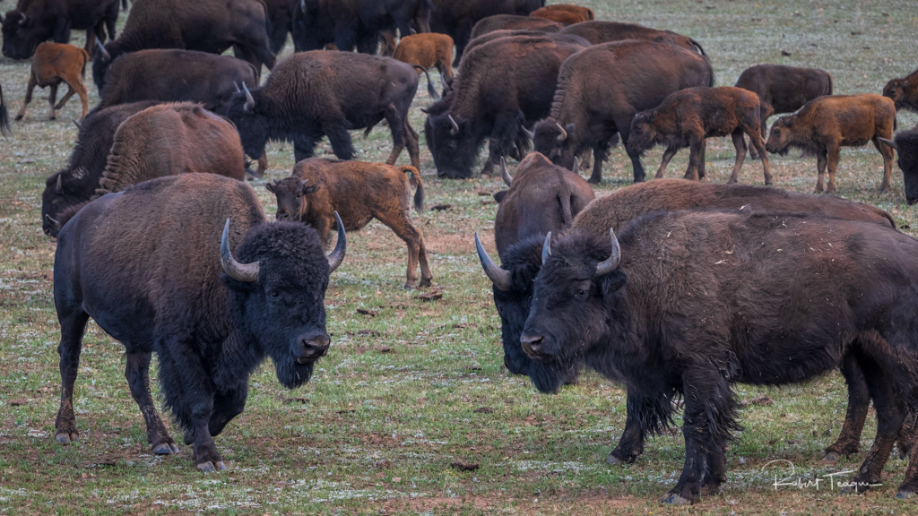 Herd of Buffalo, Grand Canyon National Park, North Rim, Arizona