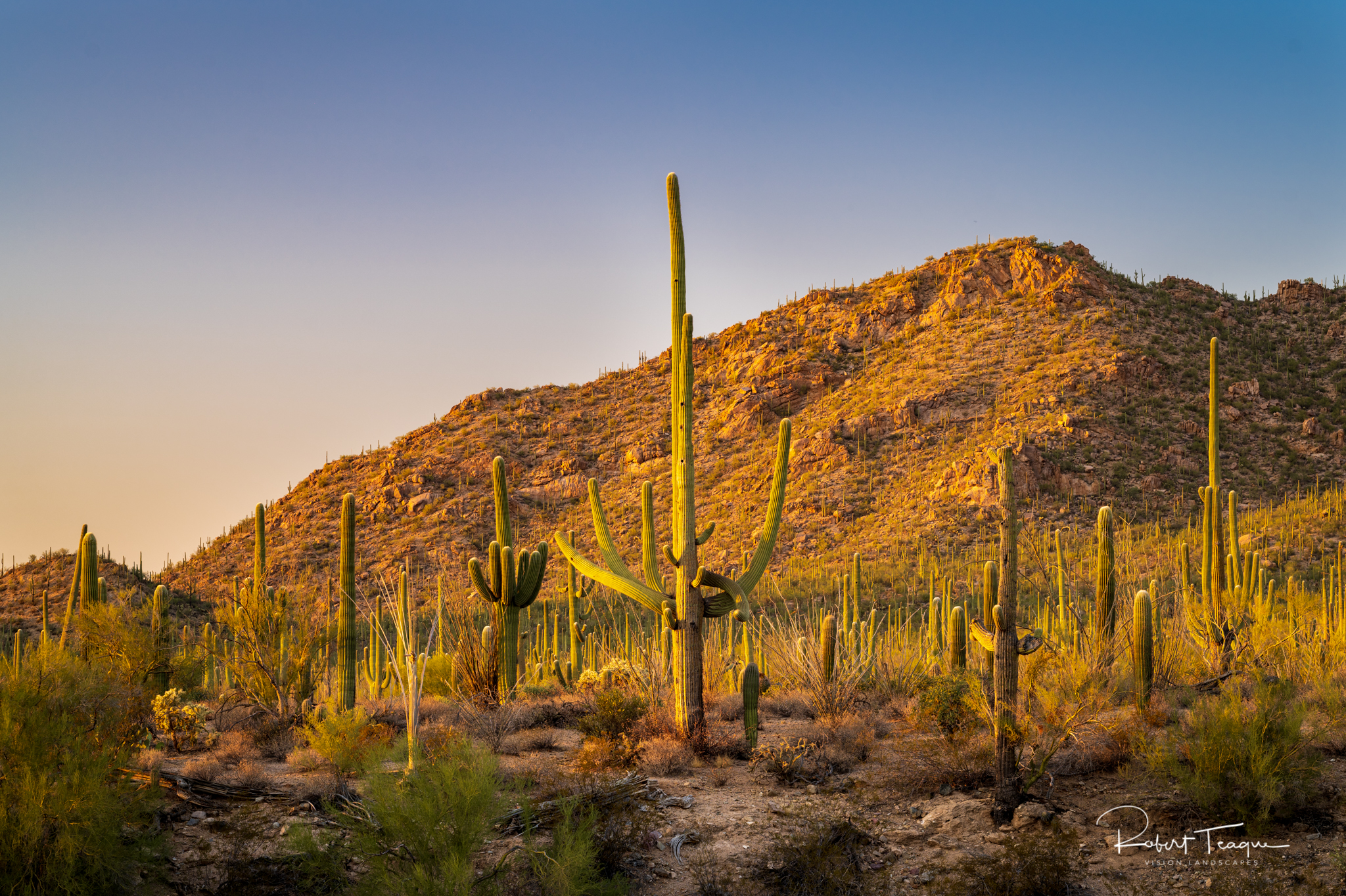 Late Afternoon, Sonoran Desert at Saguaro National Park, Arizona