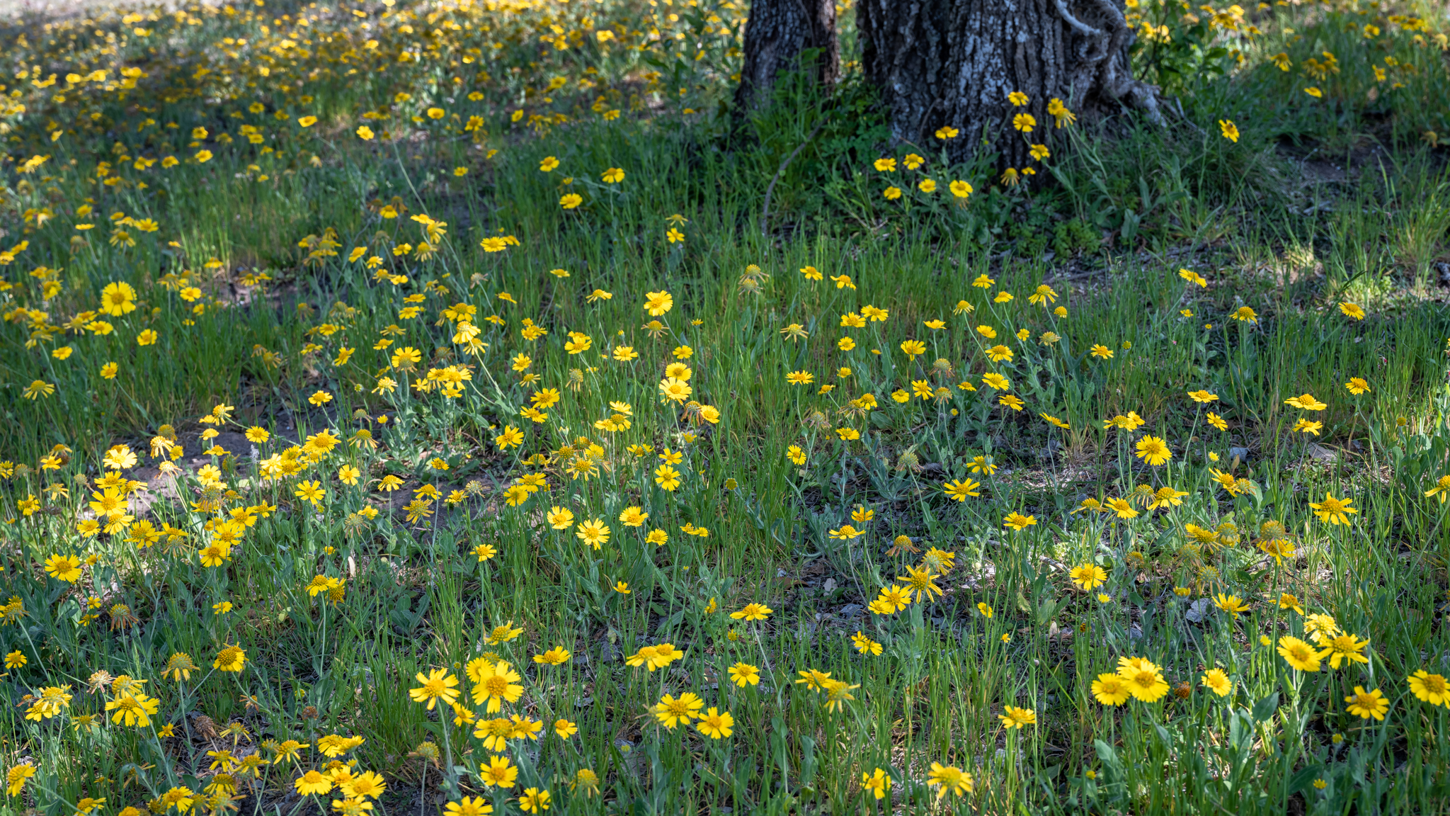 Wildflowers, Fannin Memorial, Goliad State Park, Texas